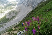 30 Sulla Alpina (Hedysarum hedysaroides)
